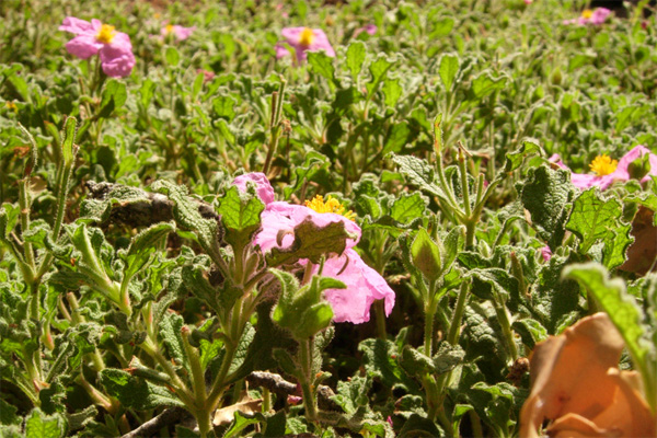 Da Creta: Cistus creticus